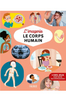 L-imagerie - le corps humain